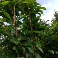 Gaštan jedlý, Castanea sativa, +130 cm, kontajner 3 l