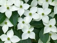 Drieň japonský Galilean, Cornus kousa, 80 – 100 cm, kontajner 10l