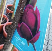 Magnólia Genie, + 200 cm, kont. 15 l