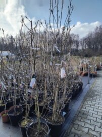 Magnólia Genie, + 200 cm, kont. 15 l