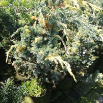 Borievka šupinatá Golden Flame, Juniperus squamata 30 - 40 cm, kont. 3l