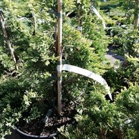 Borievka plazivá Golden Carpet, Juniperus horizontalis 35 - 40 cm, vyviazaná ,kont. 3l