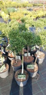 Kryproméria japonská Globosa Nana, Cryptomeria japonica,  na kmienku 50 cm - 70 cm, kontajner 3l