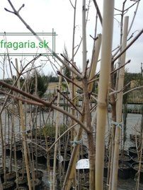 Javor Mliečny Globosum,  Acer platanoides, 150-220 cm, kontajner 4l