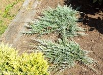 Borievka plazivá Glacier, Juniperus horizontalis 20 cm, kont. 3l