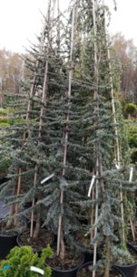 Céder libanonský Glauca, Cedrus libani , +250 cm, kontajner 20l