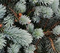 Smrek pichľavý Glauca , Picea pungens 20 - 50 cm, kont. 3l