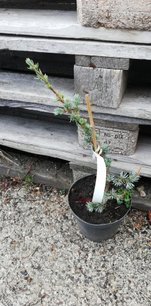 Céder libanonský Glauca, Cedrus libani , 75 – 120 cm, kontajner 2L