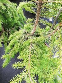 Smrek Glehnov, Picea glehnii, 35 – 80 cm, kont. 5l