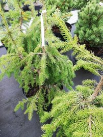 Smrek Glehnov, Picea glehnii, 35 – 80 cm, kont. 5l
