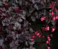 Heuchera Glitter, kont. 1l