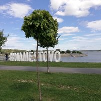 Javor Mliečny Globosum,  Acer platanoides, 150-220 cm, kontajner 4l