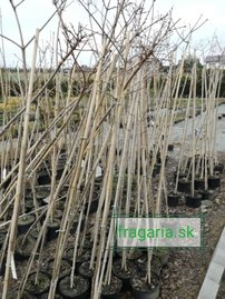 Javor Mliečny Globosum,  Acer platanoides, 150-220 cm, kontajner 4l