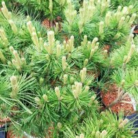 Borovica čierna  Globosum , Pinus nigra 20 - 40 cm, kont. 3l