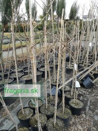 Javor Mliečny Globosum,  Acer platanoides, 150-220 cm, kontajner 4l