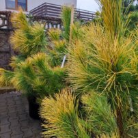 Borovica ťažká Gold, Pinus ponderosa. kont. 60 l + 180 cm