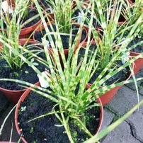Ozdobnica čínska Gold Bar, Miscanthus sinensis, 20-60 cm, kont. 1 l