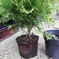 Tuja západná Golden Globe, Thuja occidentalis 30 - 50 cm, kont. 3l