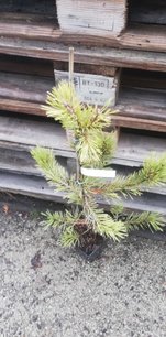 Borovica lesná Gold Medal, Pinus sylvestris, 30 - 40 cm, kont. 1l
