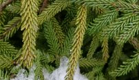 Smrek východný Gold Start, Picea orientalis + 100 cm, kont. 20l