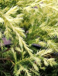 Borievka čínska Gold star, Juniperus chinensis x pfitzeriana, kont. 3l