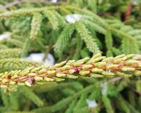 Smrek východný Gold Start, Picea orientalis + 100 cm, kont. 20l