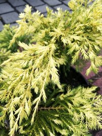 Borievka čínska Gold star, Juniperus chinensis x pfitzeriana, kont. 3l