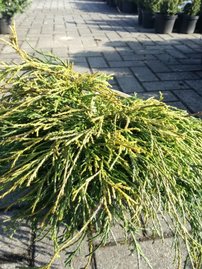 Cypruštek hrachonosný Golden Mop, Chamaecyparis pisifera 20 - 25 cm, kont. 3l