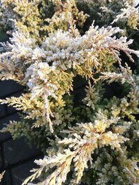 Borievka čínska Goldfern, Juniperus chinensis, 20 – 30 cm, kontajner 3l