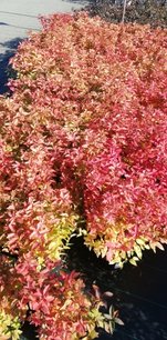 Tavoľa  Goldflame, Spiraea x bumalda, kontajner 2l. výška 20 cm