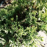 Borievka plazivá Golden Carpet, Juniperus horizontalis 35 - 40 cm, vyviazaná ,kont. 3l