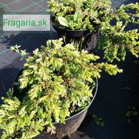 Borievka obyčajná Goldschatz, Juniperus communis 15 - 20 cm, kont. 3l