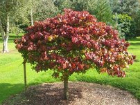 Ambrovník styraxový Gum Ball, Liquidambar styraciflua, na kmienku + 130 cm, kontajner 5l