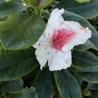 Rododendron Gradito, Rhododendron yakushimanum ,40 - 50 cm, kont. 3l