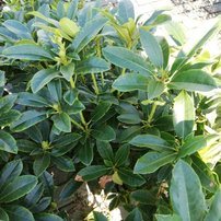 Rododendron Gradito, Rhododendron yakushimanum ,40 - 50 cm, kont. 3l