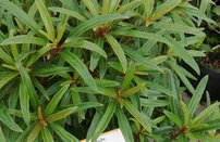 Rododendron Graziella, Rhododendron, 30 - 50 cm, kont. 5l