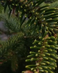 Jedľa grécka, Abies cephalonica, + 170 cm, kont. 20l.