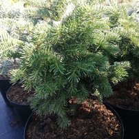 Jedľa plsnatoplodá Green Globe, Abies lasiocarpa 30 - 40 cm, kont. 5l