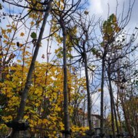 Lipa malolistá Green Globe, Tilia cordata, + 290 cm, kontajner 20l