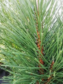 Borovica čierna Green Tower, Pinus nigra, 35 - 40 cm, kont. 3l