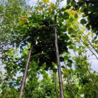 Lipa malolistá Green Globe, Tilia cordata, + 290 cm, kontajner 20l