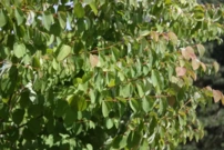 Cercidovník japonský, Cercidiphyllum japonicum, 80 – 100 cm, kontajner 2 l