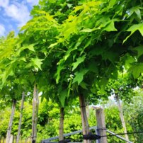 Ambrovník styraxový Gum Ball, Liquidambar styraciflua, na kmienku + 200 cm, kontajner 10l