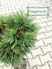 Borovica pyrenejská Grüne Welle na kmienku, Pinus uncinata 30 - 55 cm, kont. 3l
