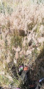 Perovec psiarkovitý Hameln,  Pennisetum alopecuroides, kontajner 3l