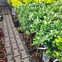 Bršlen Fortuneov  Harlequin, Euonymus fortunei, kmeň 45 - 80 cm.