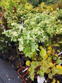 Bršlen Fortuneov  Harlequin, Euonymus fortunei, kmeň 45 - 80 cm.