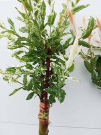 Vŕba japonská Hakuro-Nishiki, Salix integra, na kmienku 140 – 180 cm, kontajner 2l.