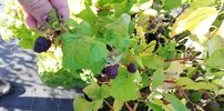 Malina Heban, Rubus x neglectus, kont. 0,5 l