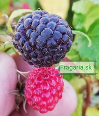 Malina Heban, Rubus x neglectus, kont. 0,5 l